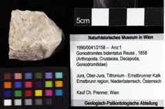 Foto (Objket + Etiketten) von Goniodromites bidentatus (Reuss, 1858) 